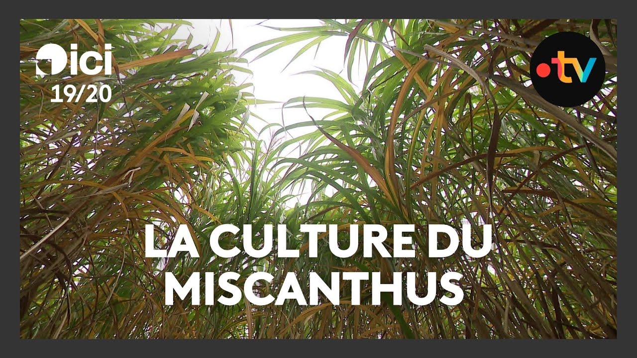 Plantes d’avenir aux multiples débouchés, le miscanthus et le paulownia séduisent les agriculteurs