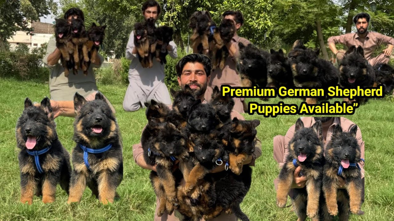 German Shepherd Puppies Available | Healthy & Pure Breed 🐕🔥
