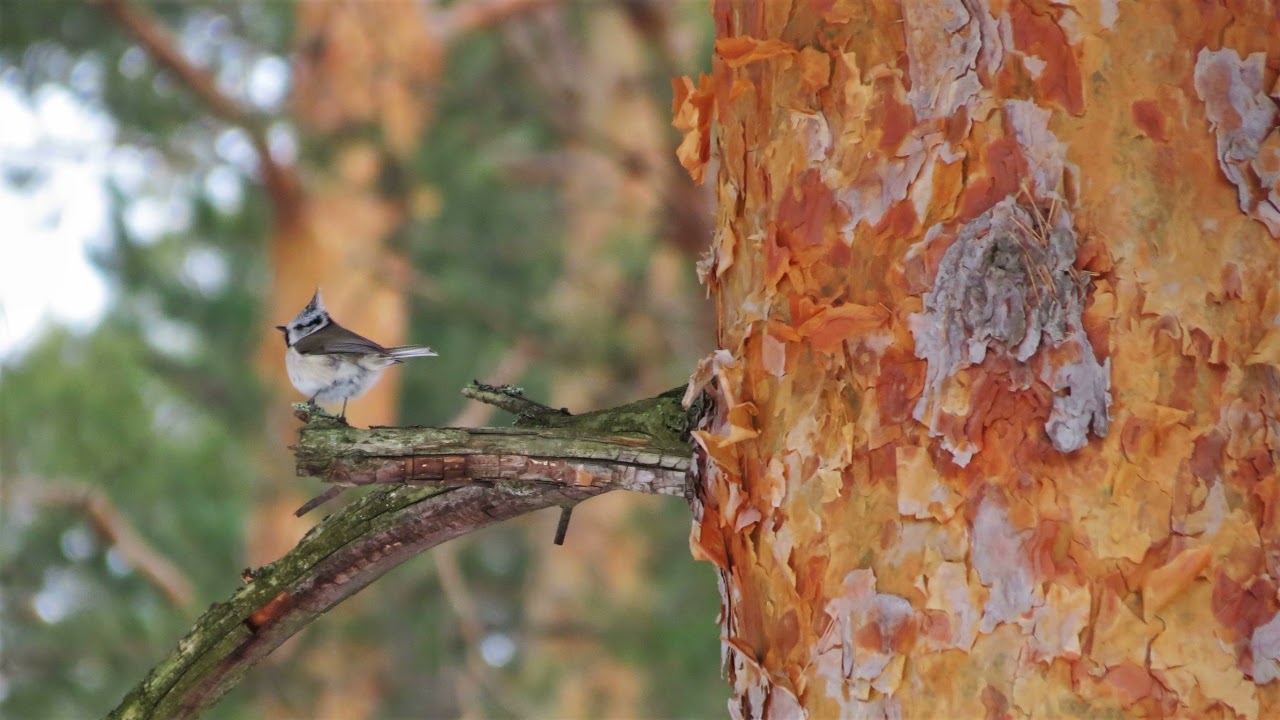 Песня хохлатой синицы Parus cristatus