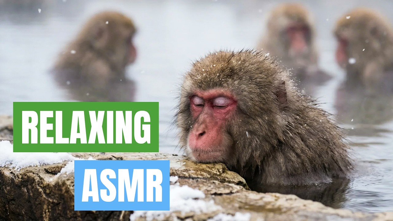 Real Winter Wildlife ASMR ❄️ Animal Sounds for Deep Sleep (No Music, No AI images) Part 1.