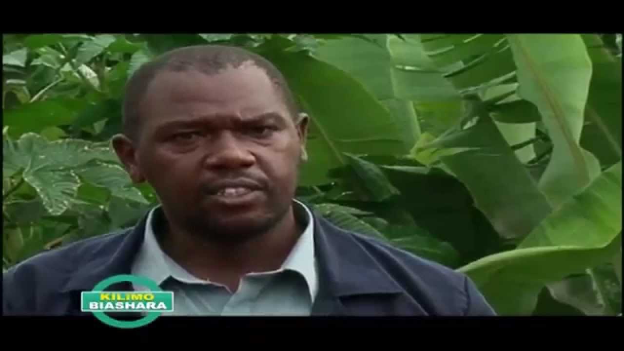 Silage Making  Technology - English Subtitled.