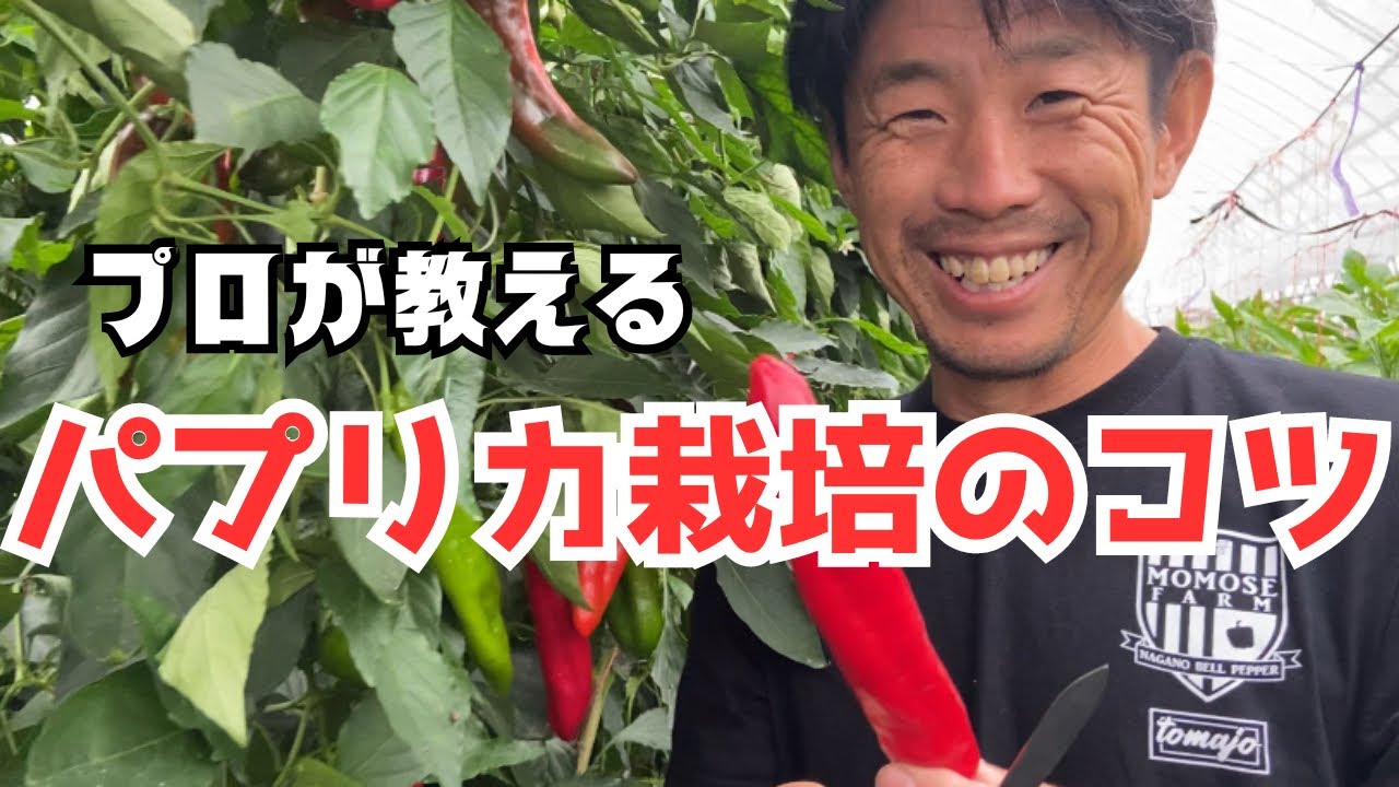 「パプリカ栽培のコツ」現役プロ農家直伝