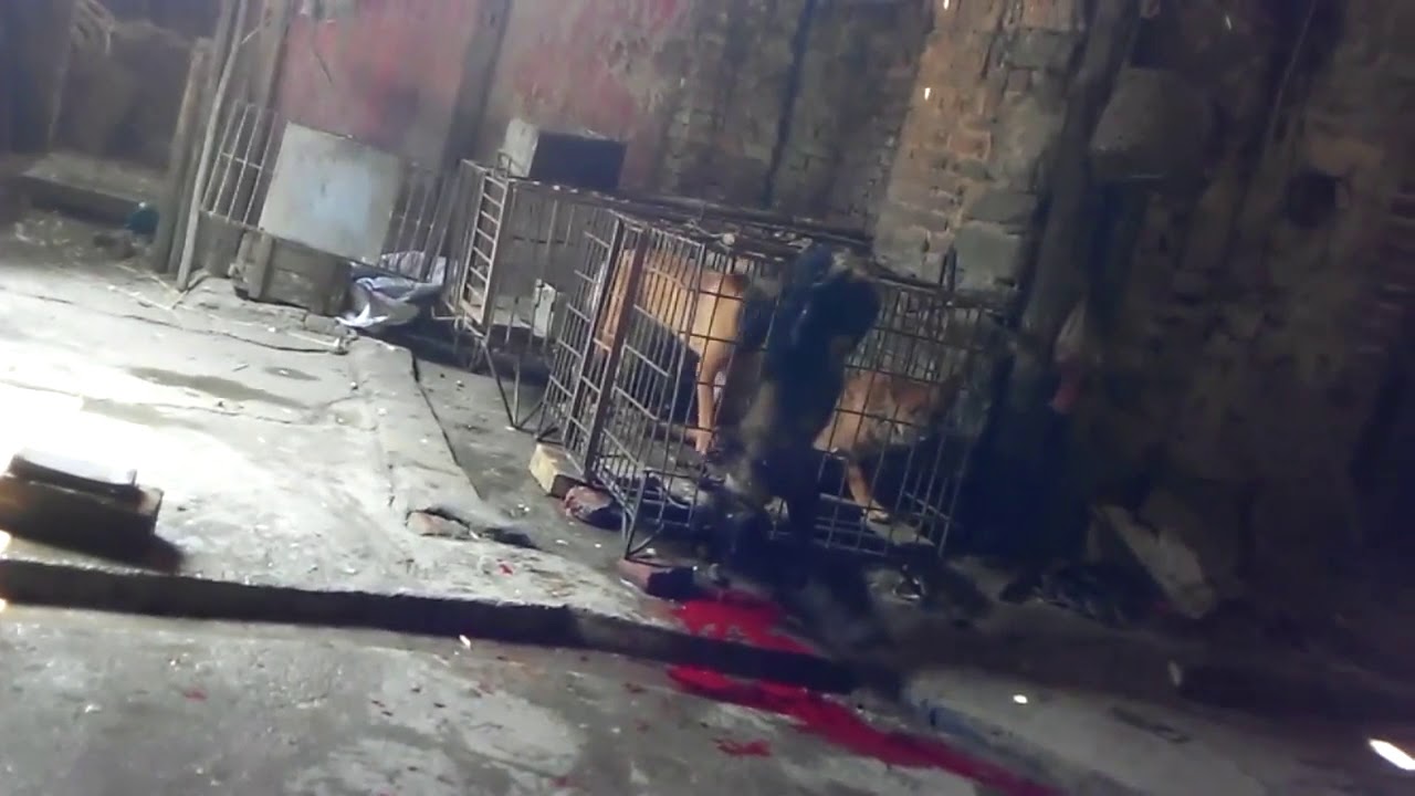 Animal rights group video of dog slaughter kennel in China's Guangxi province