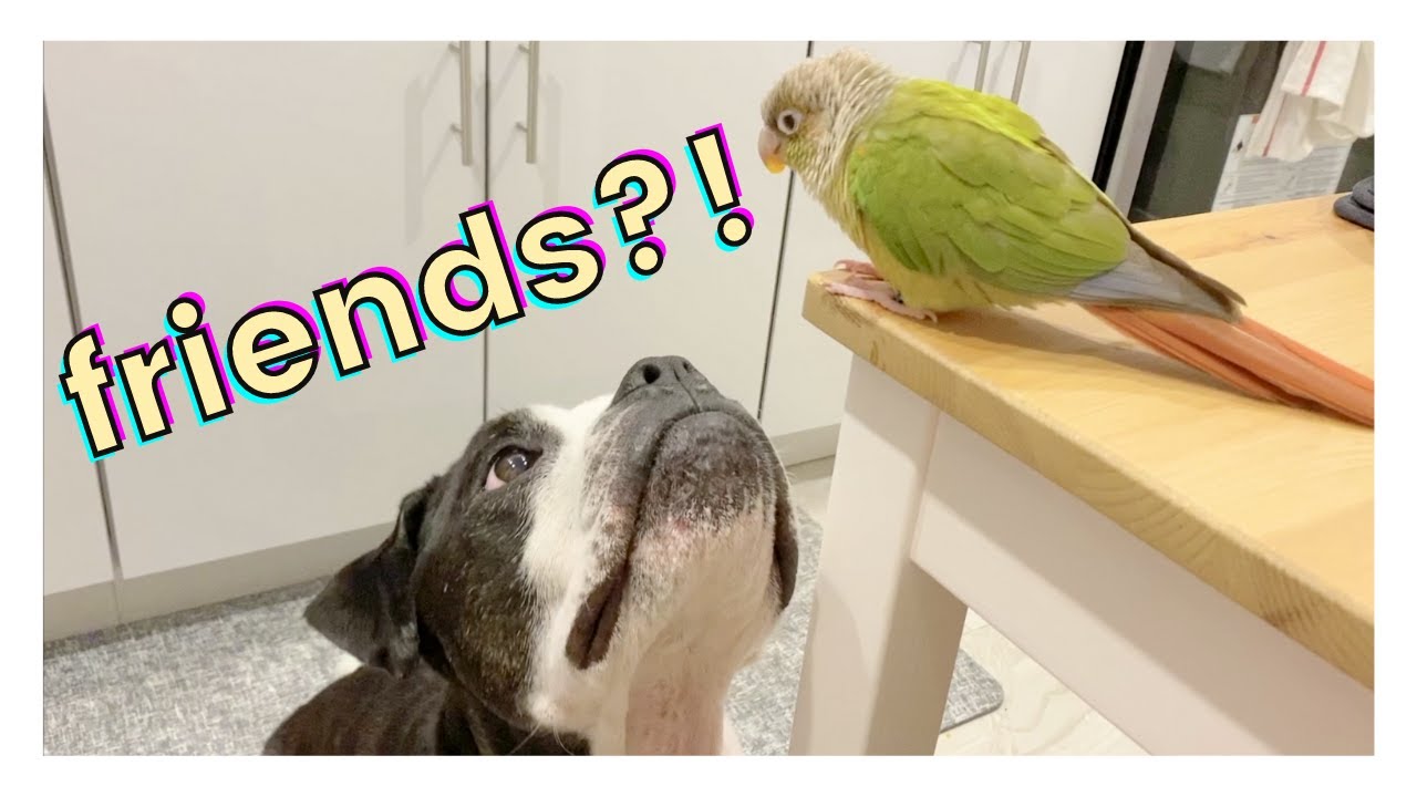 HOW TO INTRODUCE DOGS AND BIRDS TO EACH OTHER