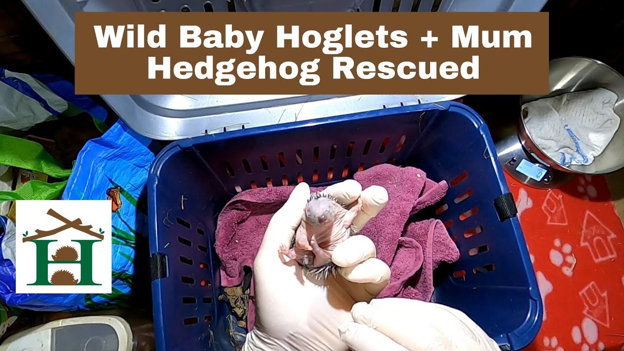 Wild Baby Hoglets + Mum Hedgehog Rescued St Albans Hertfordshire - Hornbeam Wood Hedgehog Sanctuary