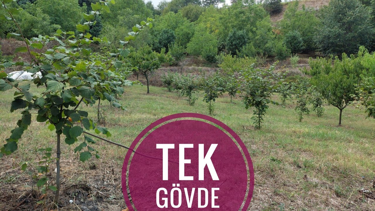 TEK GÖVDE Fındık Fidanlarının 3. Yaş Gelişimi | 96