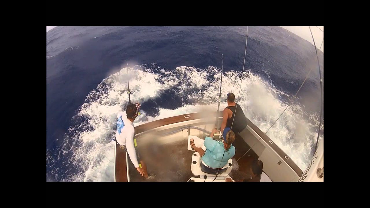 900lb Black Marlin Lizard Island (Cairns)