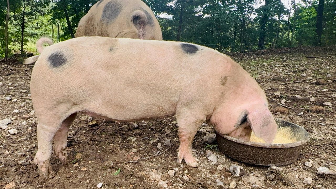 GOS Gloucestershire Old Spots Pigs Available + Missouri Homesteading Expo Update!