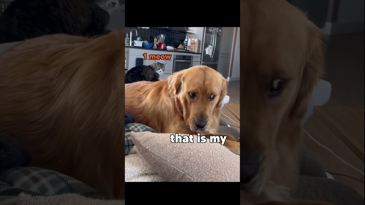 Dog vs Cat Couch