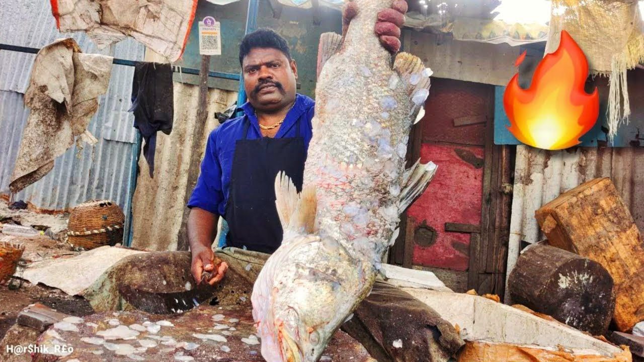 KASIMEDU SELVAM🔥GIANT BARRAMUNDI FISH🐟 CUTTING VIDEO💥#kasimeduselvam #fishcutting #youtubeshorts