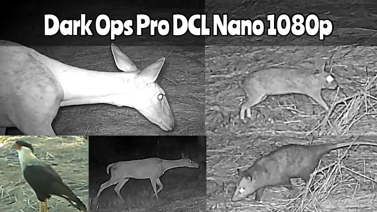 Browning Dark Ops Pro DCL Nano 1080p Aug. 9- Sept. 13, 2024