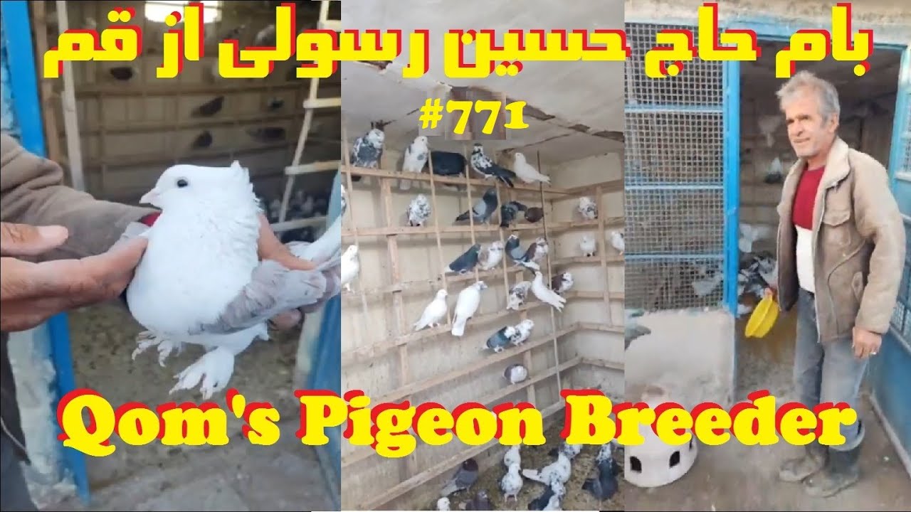 گزارش از بام حاج حسین رسولی قم باحضور پیشکسوتان عشقباز کبوتر QOM'S HIGHFLYER PIGEONS BREEDER'S LOFTS