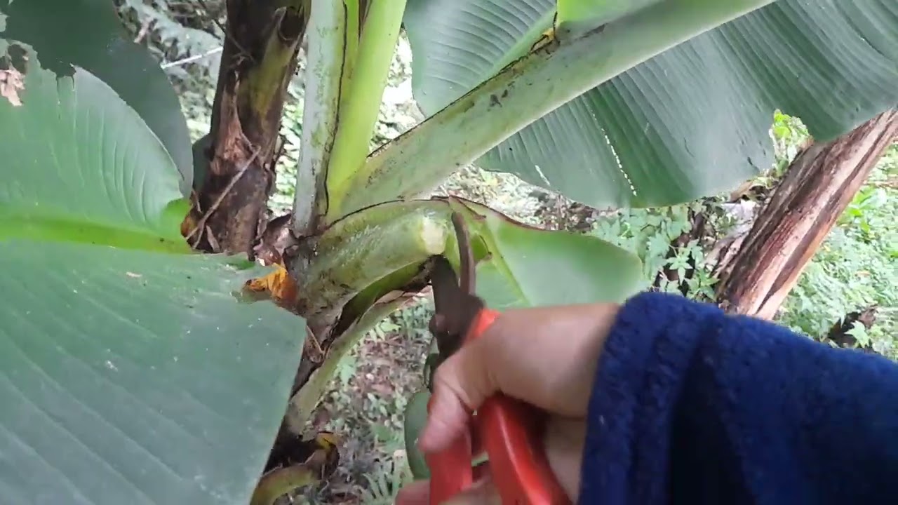 ALIMENTANDO OS PEIXES COLOQUEI RAÇÃO, TAIOBA E FOLHAS DE BANANEIRAS