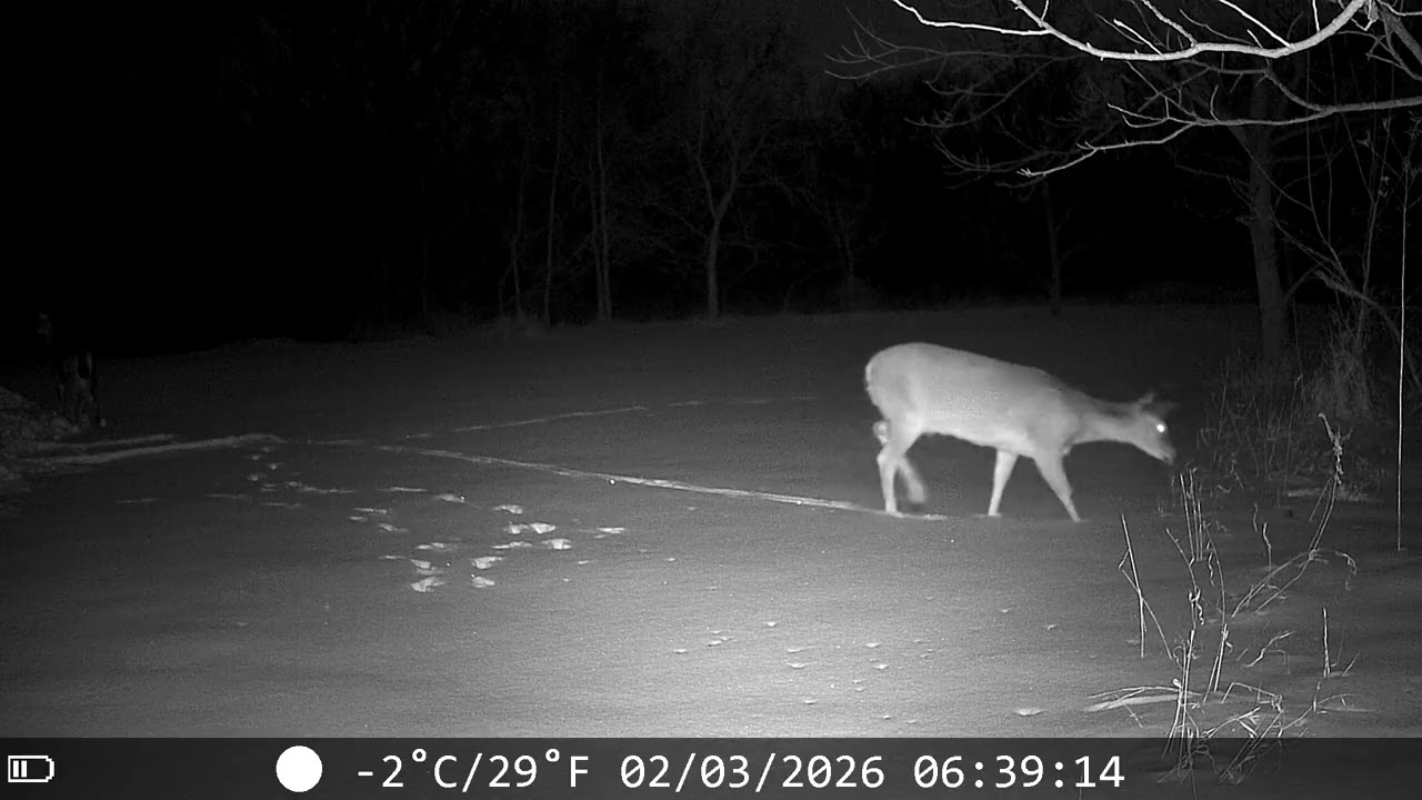 They’re Back! 🦌❄️ Deer Reappear as Snow Deer!