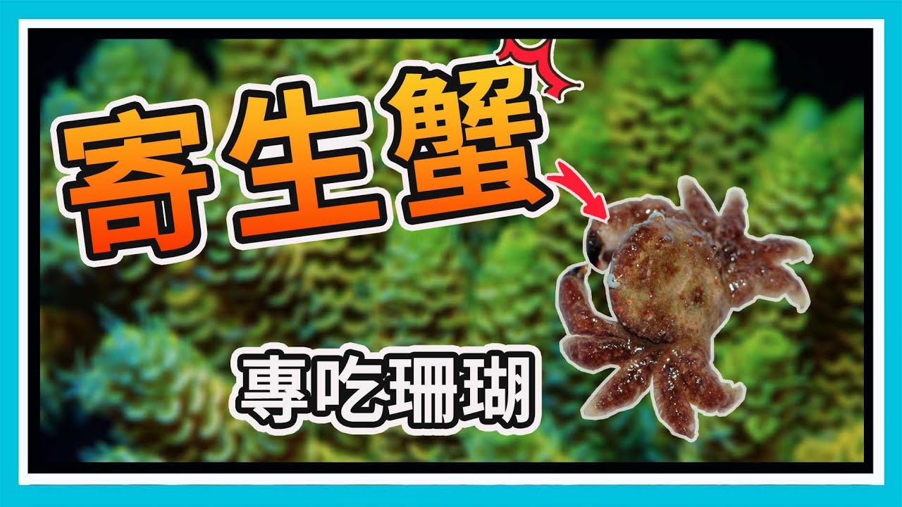 SPS珊瑚共生蟹都是好蟹?     【阿宅 X Dane's Aquarium】