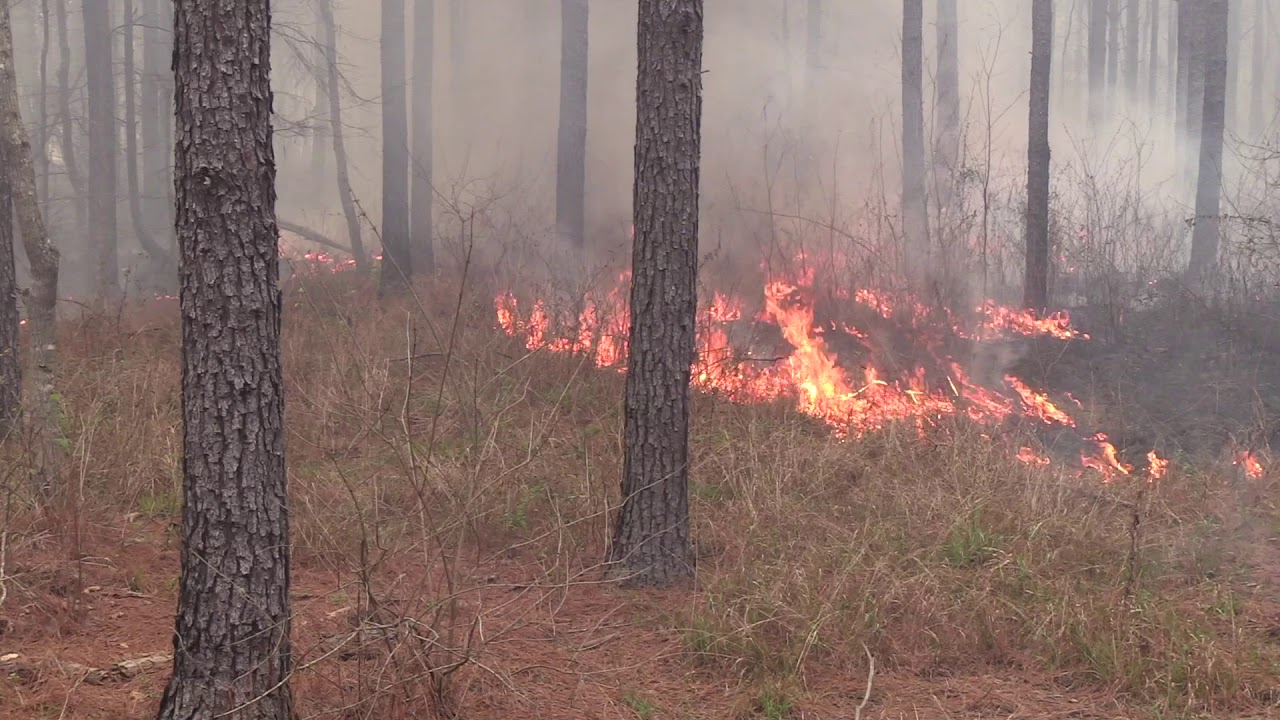 prescibed fire in pines