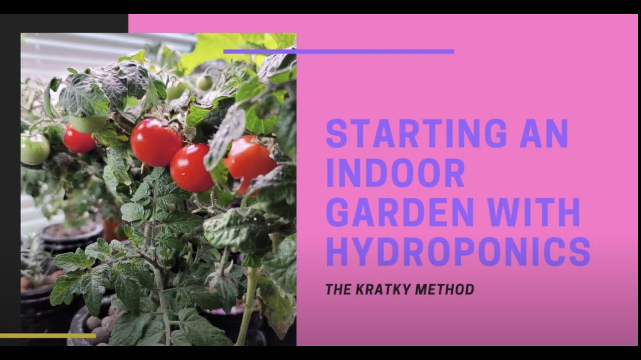 Cheap Kratky Method | How to Start an Indoor Hydroponic Garden