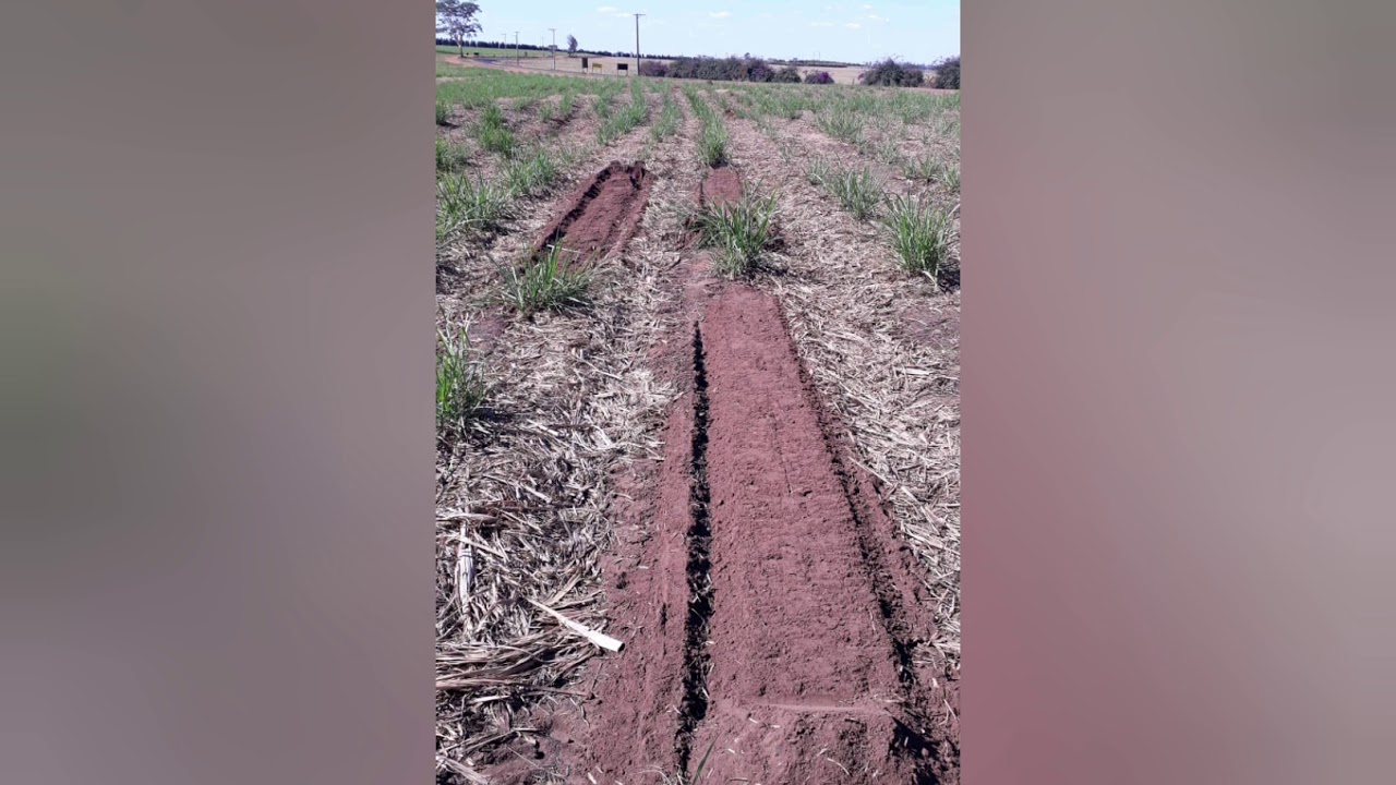Replantio de falhas Agromat&atilde;o