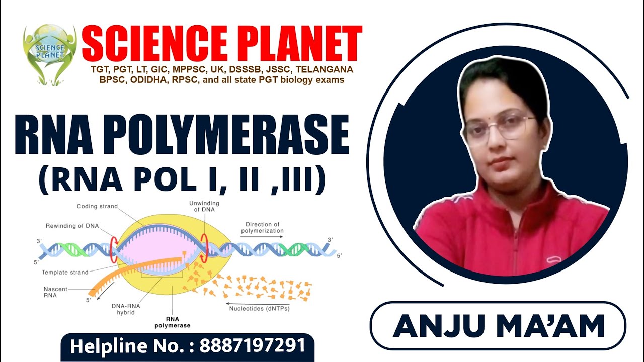 RNA Polymerase (RNA POL I, II ,III) by Anju Mam of Science Planet!