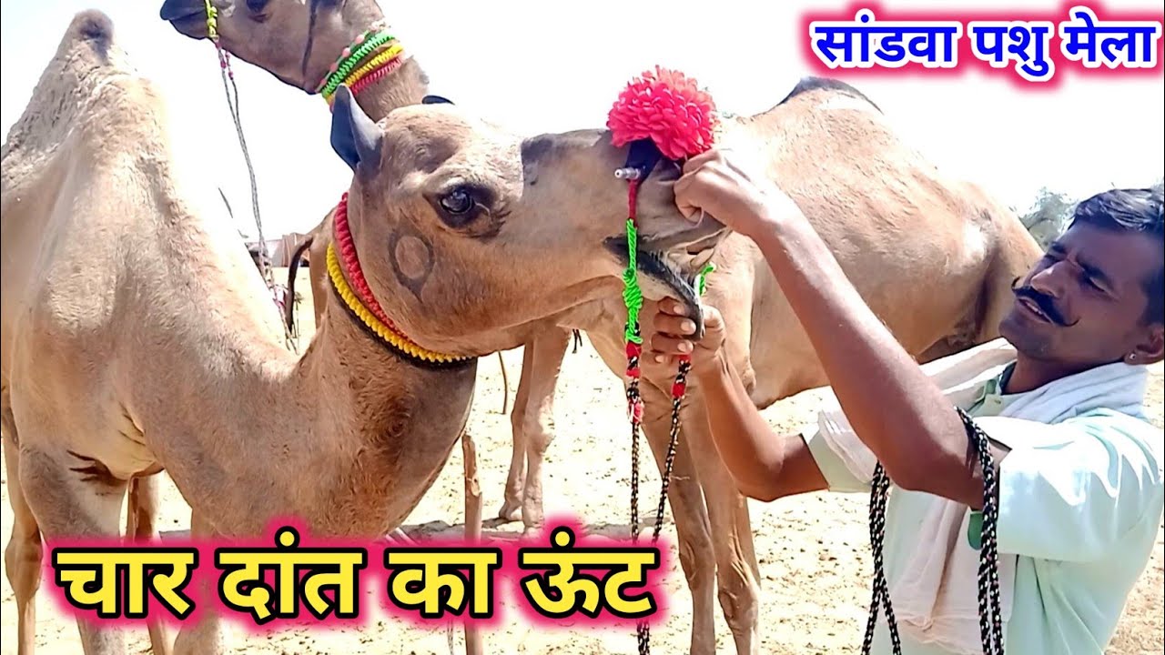सांडवा पशु मेला 2022 ! मेले में पहचे चार दांत वाले ऊंट ! नेहरा की ढाणी बाड़मेर से लेकर आये ऊंट 🙏🙏