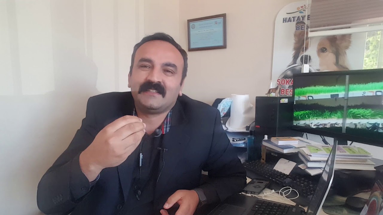 arpa hasılı rasyonu nasıl olmalı