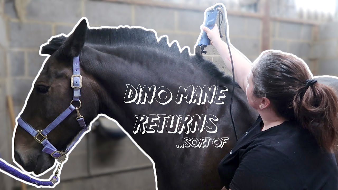 Dinosaur Mane Returns | Why I hog my horse