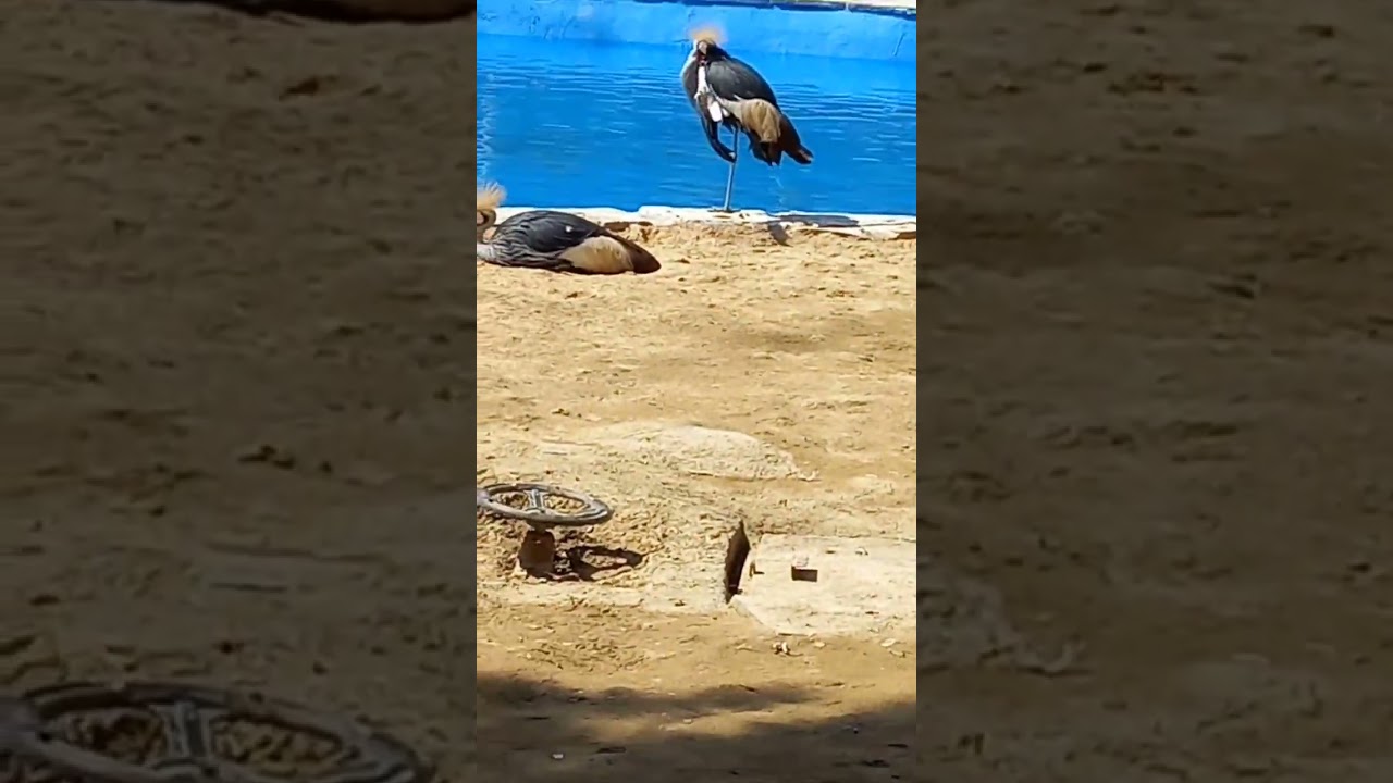 امید وارم بپسندید🌹