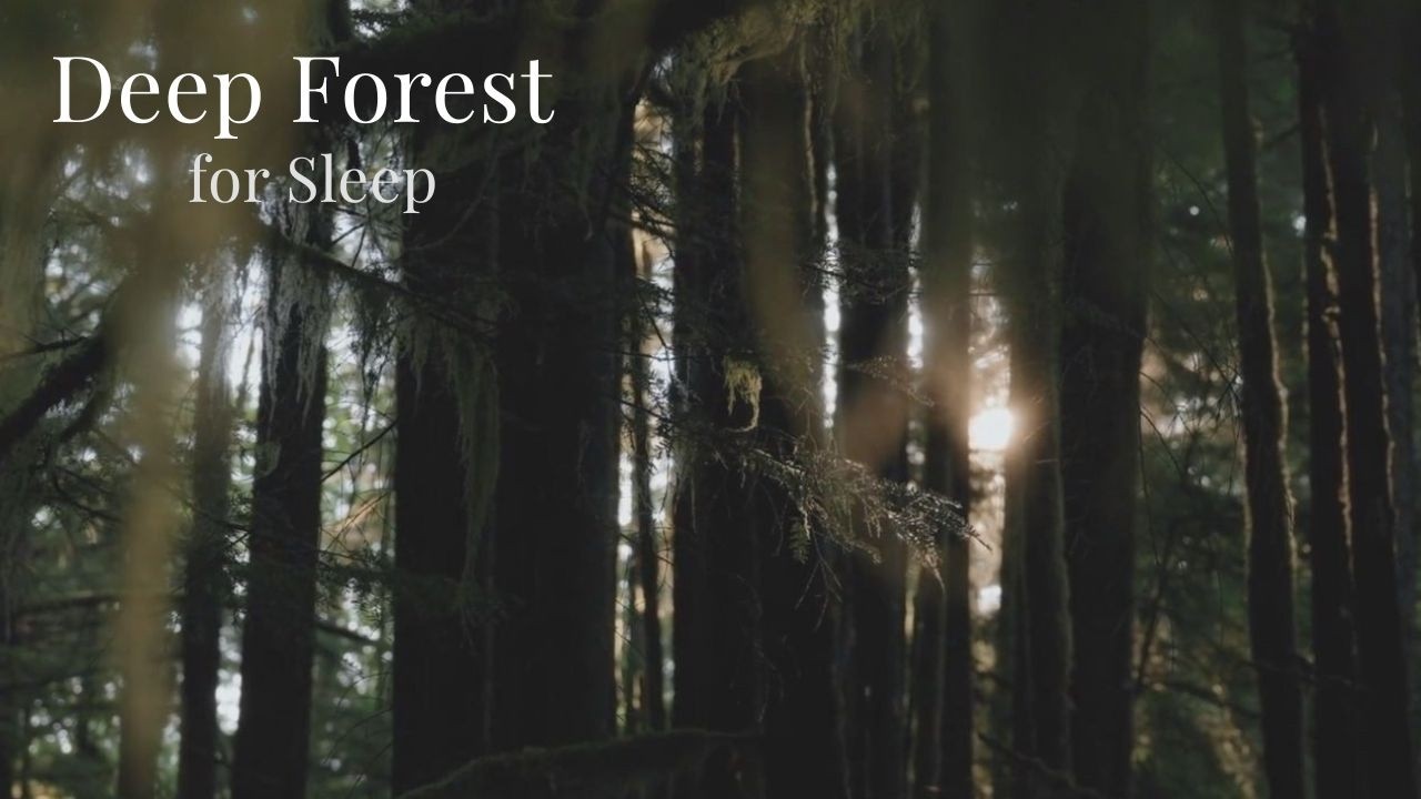 Forest Night with Crickets | Calm Sounds for Deep Sleep (8 Hours)