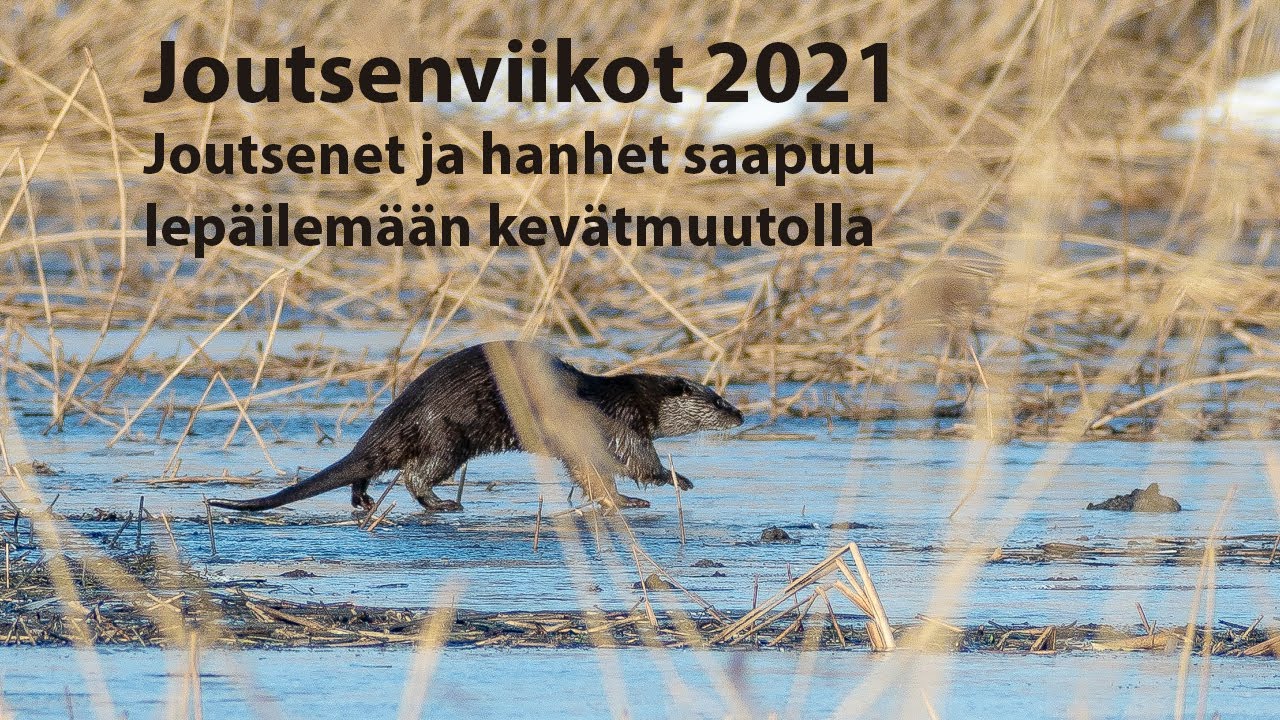 Joutsenviikot 2021, joutsenet ja hanhet lepäilee pari viikkoa kevätmuutolla