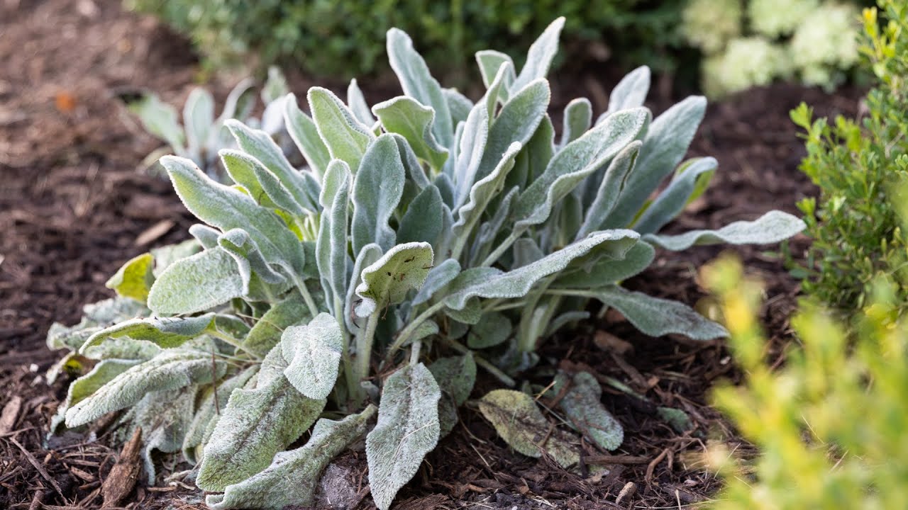How to Revive Your Perennials
