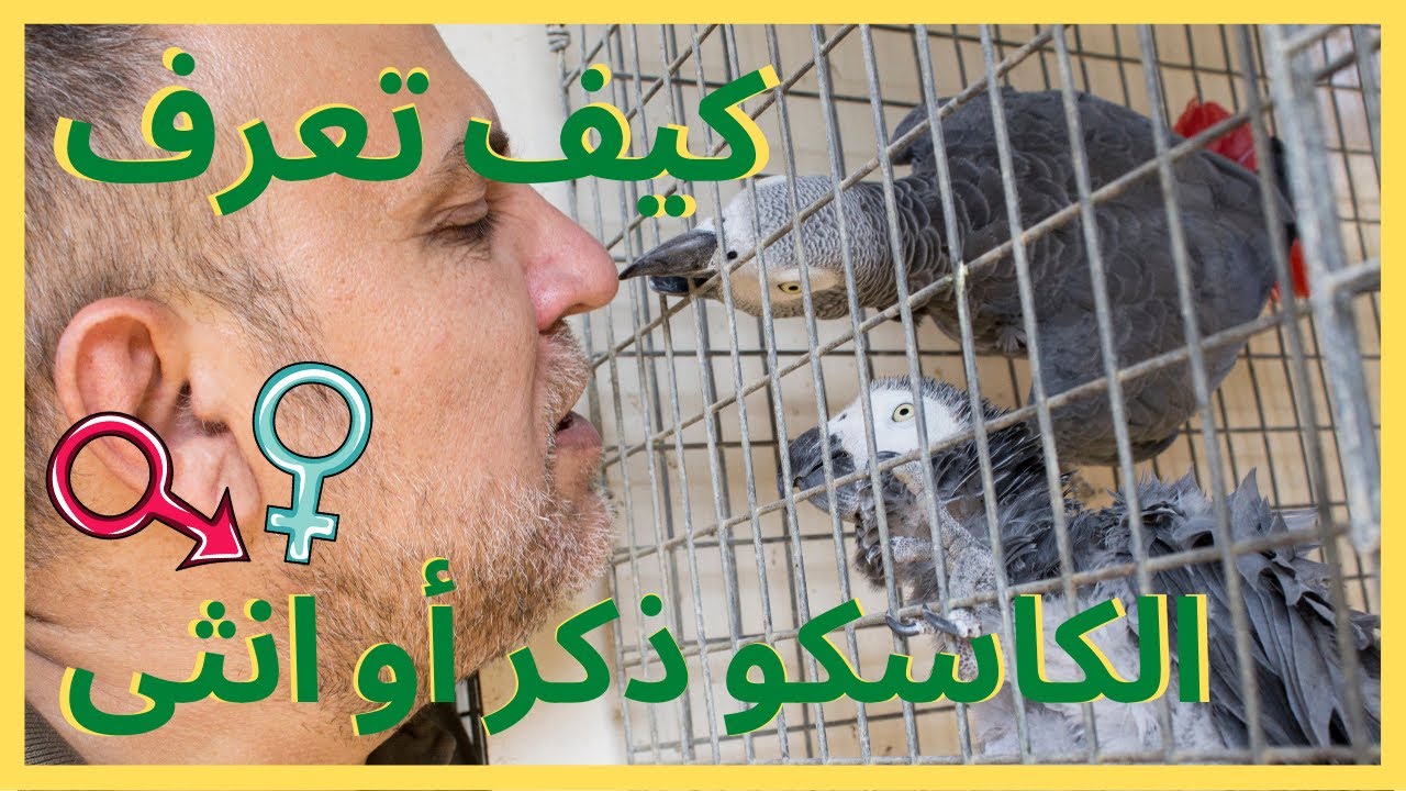أسهل طريقه تتعرف الكاسكو ذكر أو أنثى بنظر فقط | الكاسكو