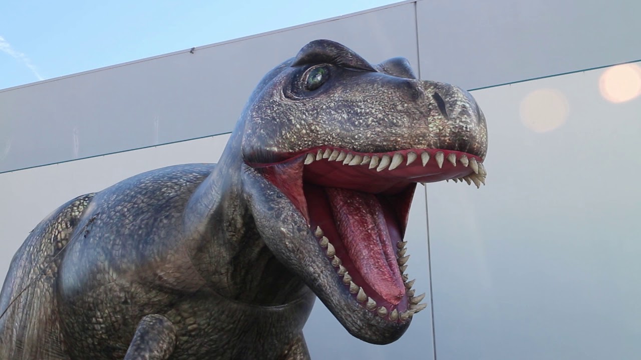 Inflatables and Tents