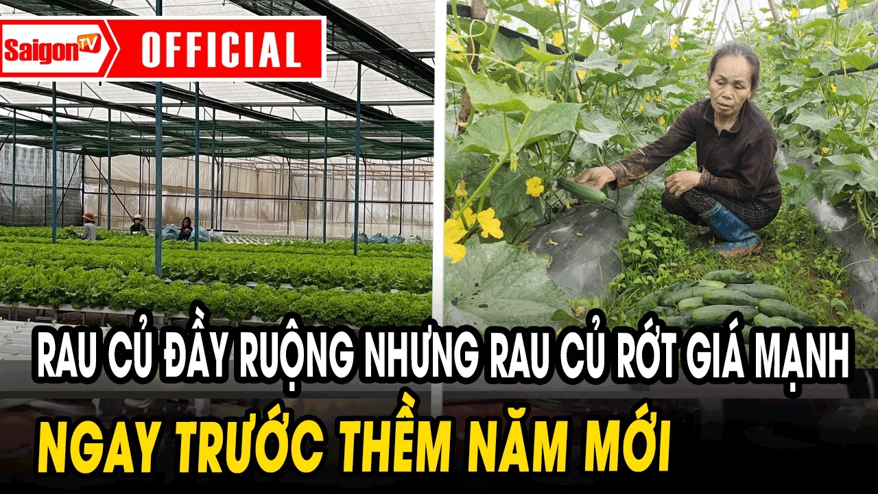 Tết Rau củ đầy ruộng nhưng rau củ rớt giá mạnh ngay trước thềm năm mới | Tin tức SaigonTV