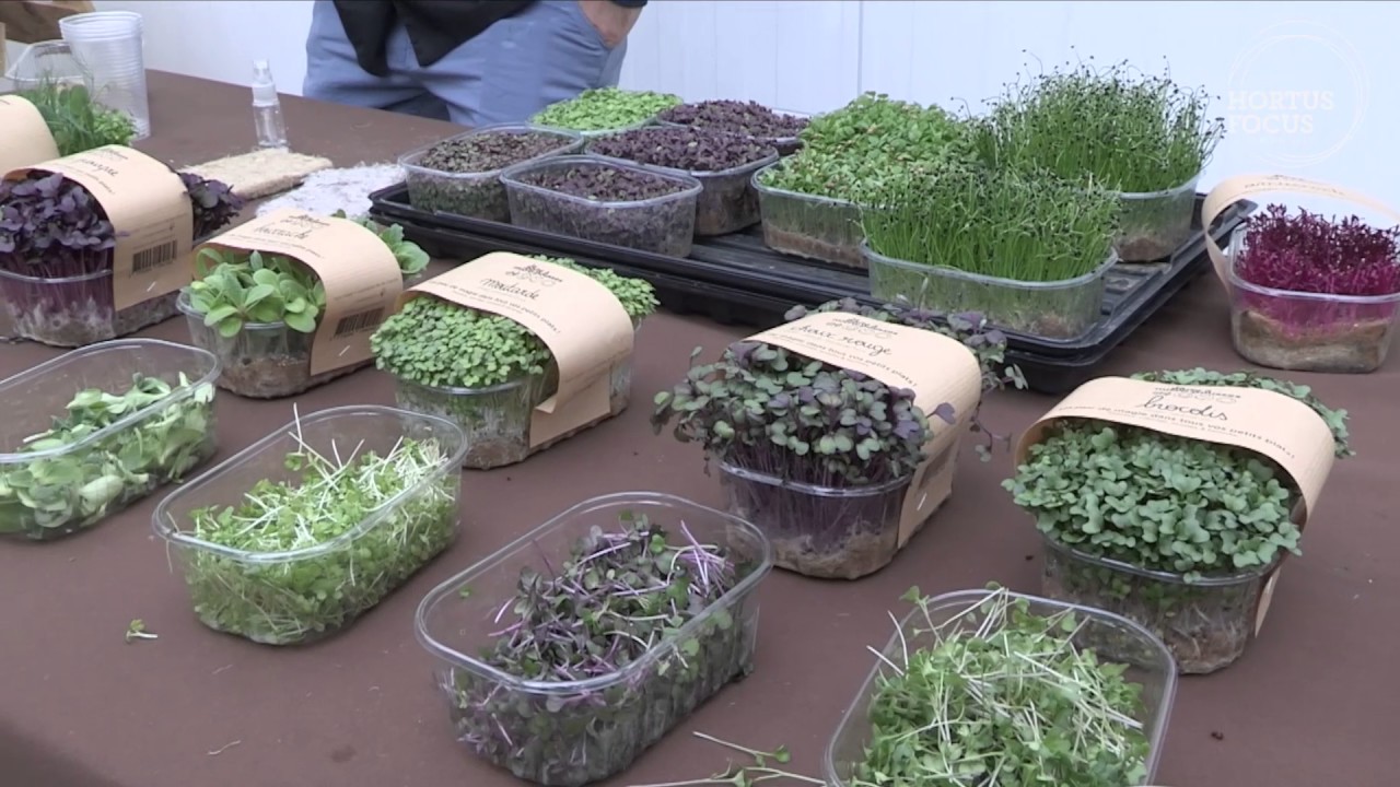 Jardins urbains : cultiver les micro-pousses