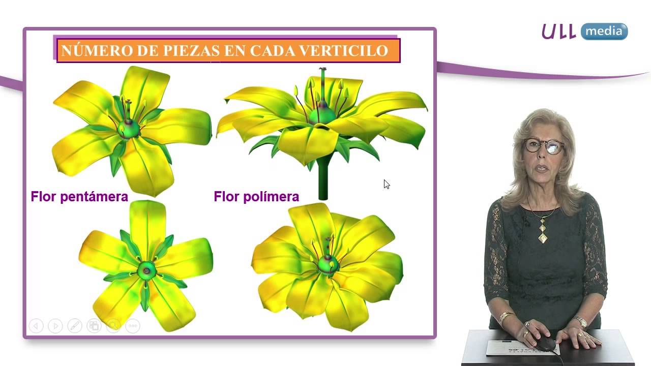 Morfología de espermatófitos. La flor en Angiospermas. Tipos, simetría y sexualidad