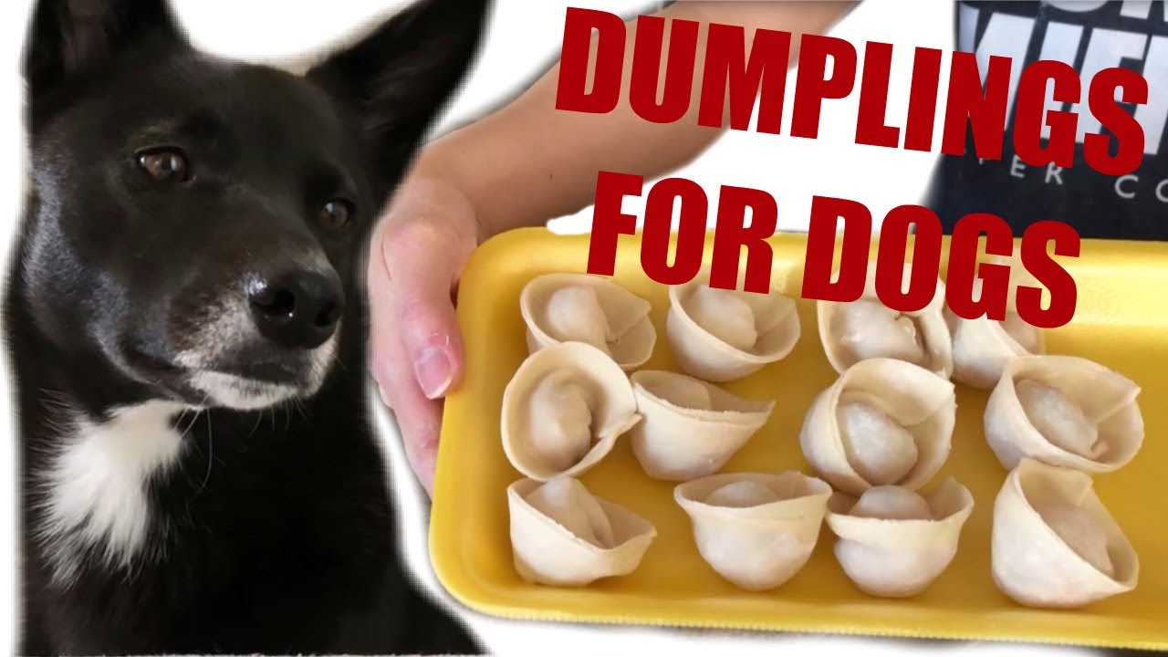 The BEST Dumplings for Dogs | Homemade Chinese Dumpling Recipe DIY DOG TREATS