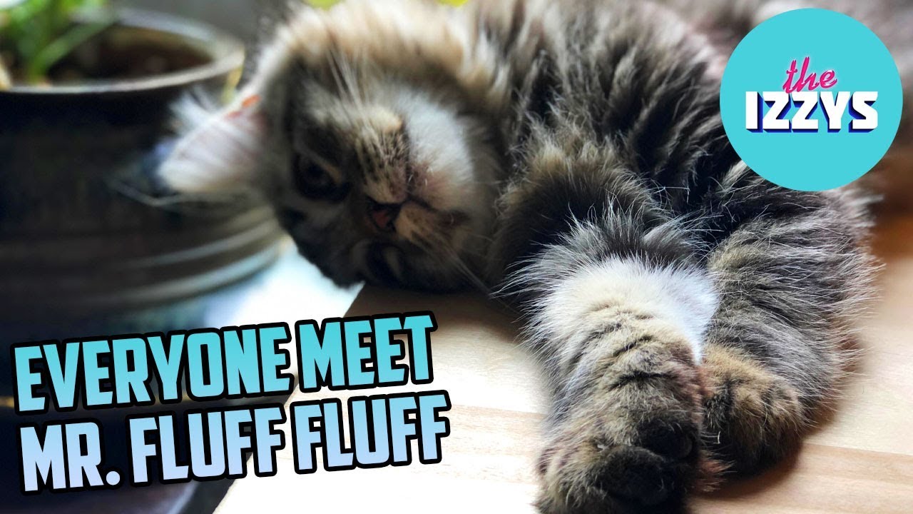 Mr. Fluff Fluff, WELCOME TO THE IZZYS FAMILY!