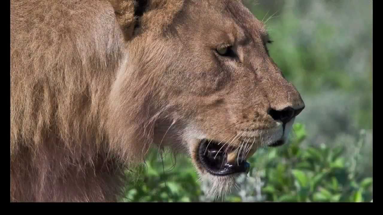 three lions came directly to us at etosha national park, africa