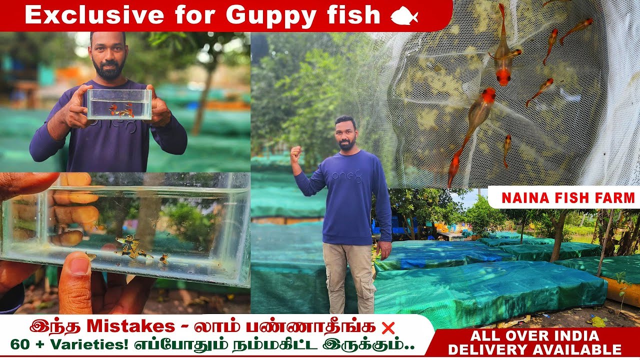 🐠Guppy - All varieties one place | Latest Exotic varieties | Sales தாண்டி நிறைய Study பண்றேன்!