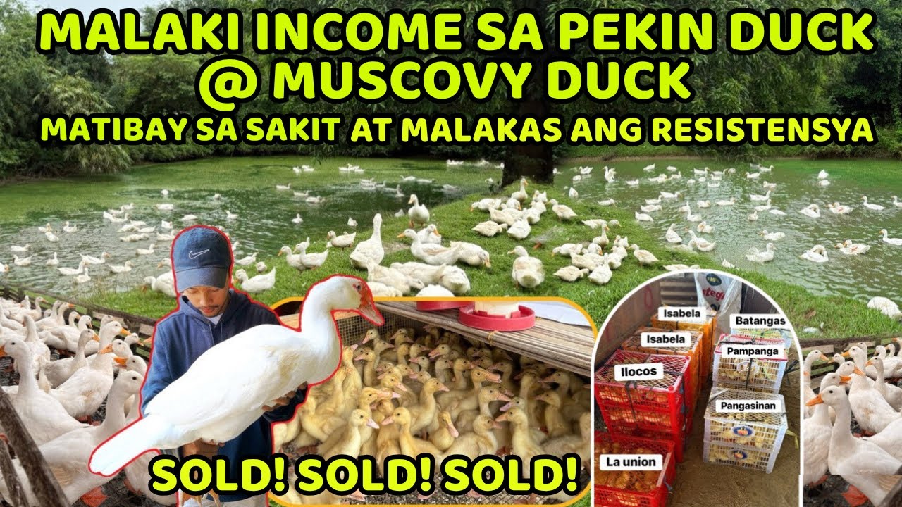 PEKIN DUCK @ MUSCOVY DUCK MALAKI ANG KITA - MATIBAY SA SAKIT AT MALAKAS ANG RESISTENSYA 