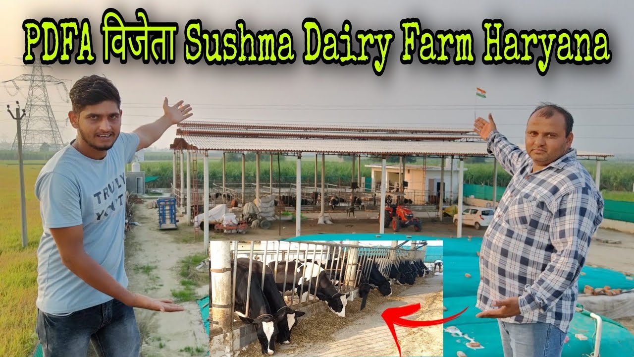 PDFA विजेता कैसे बना Sushma Dairy Farm Karnal || Hf Cow Breeding के बारे में पूरी जानकारी ... 👍👍