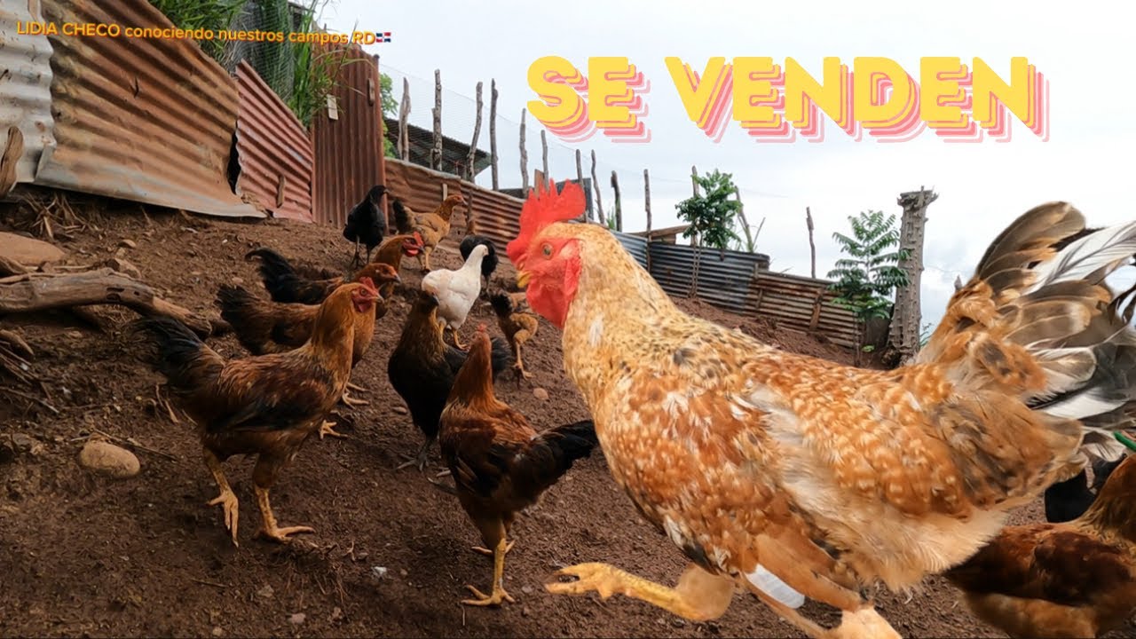 Gallinas Israeli,  conociendo nuestros campos RD🇩🇴