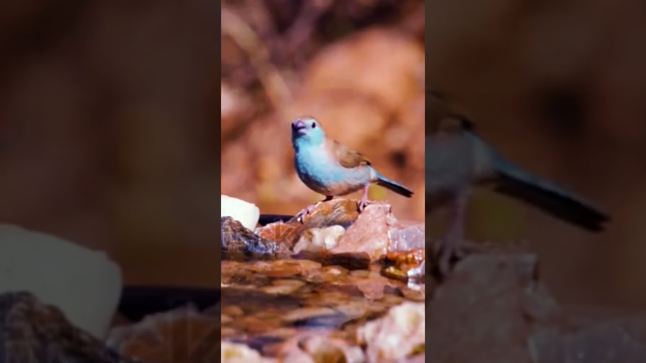Blue waxbill drink water