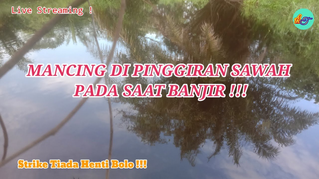Mancing Di Pinggiran Sawah Pada Saat Musim Banjir Tidak Nyangka Ini Yang Terjadi ‼️