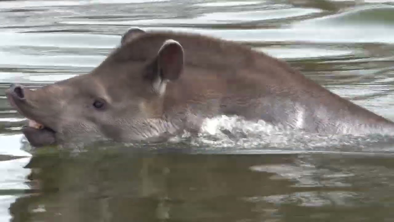 Tapiry - powitanie wiosny