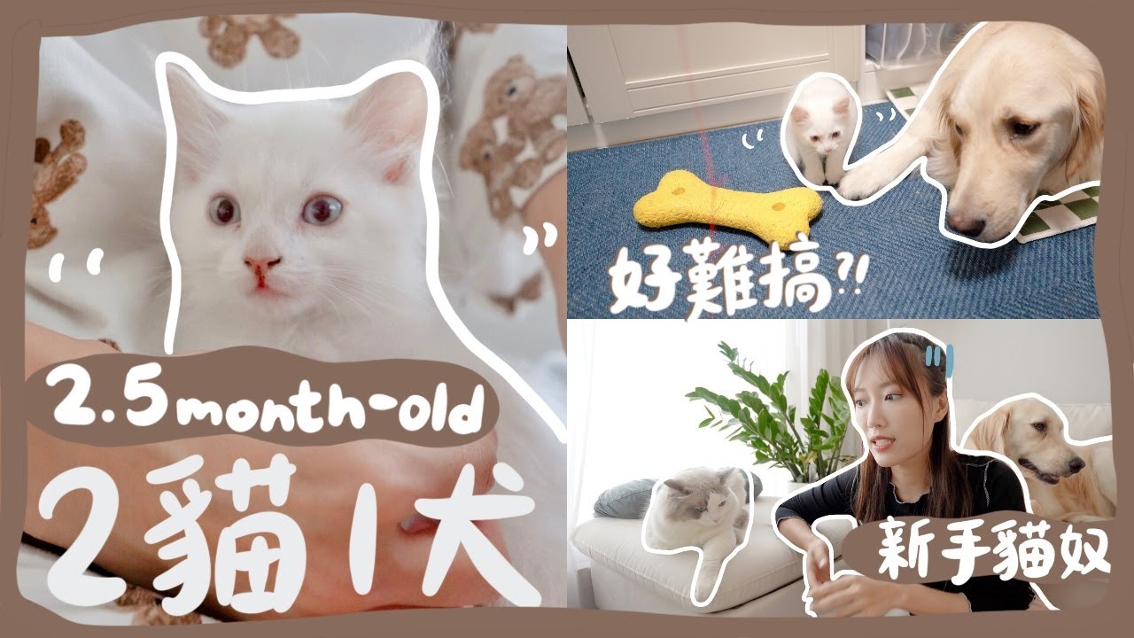 〖照顧朋友的貓2〗我和新貓的第一天💛 累翻了的2貓1犬生活⋯ 新手貓奴災難級的屙嘔現場😭令人又愛又恨的幼貓育成紀錄😺 | 韓國日常 | 金鈴