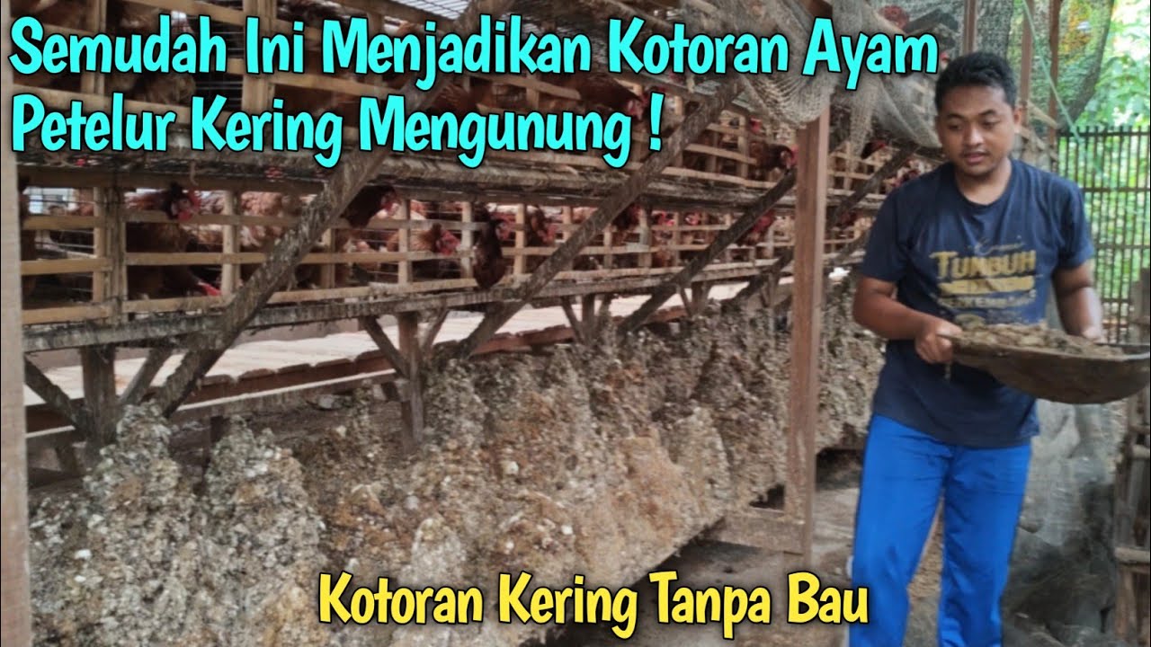 Ternyata Mudah Kotoran Ayam Petelur Kering Mengunung Dan Tidak Berbau