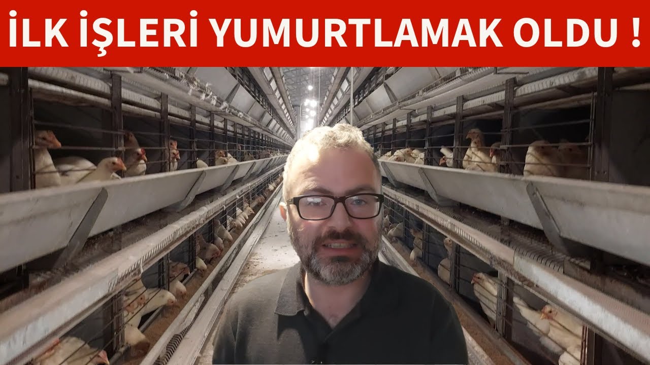 YENİ ÇİFTLİĞİMİZE 13.000 TİNTED CORAL TAVUKLARIMIZ GELDİ ! İLK GÜNLERİ #köyhayatı #hayvancılık #para