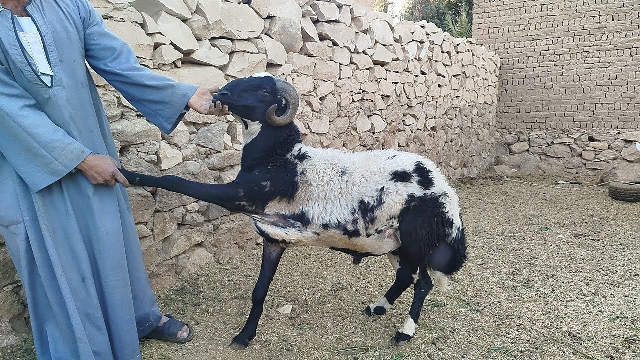 (٤)عروض في عرض واحد خرفان وغنم عشر ابو دليك ببلاش (٠١١٥٧٧٩٠٦٠١)#عروض_بيع_الاغنام 