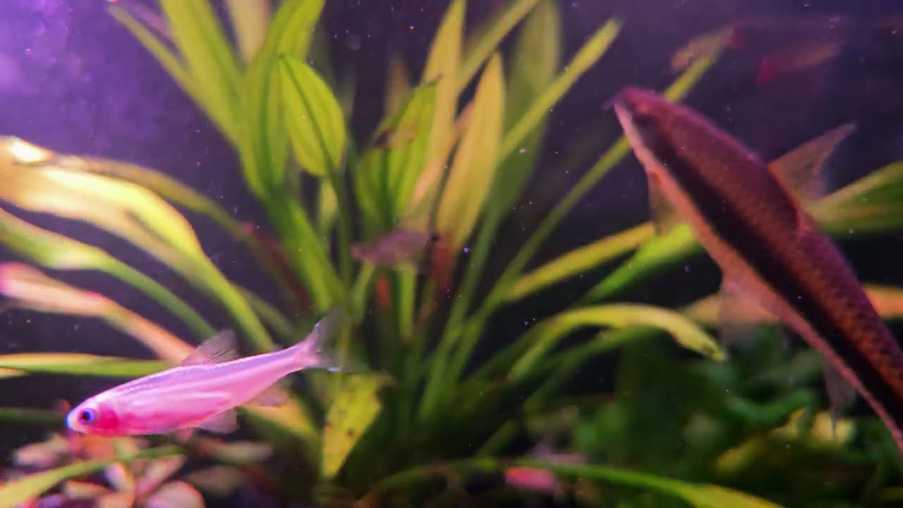熱帯魚ライフ　2月17日　火曜日　8K